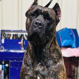 Sadie - Cane Corso