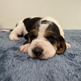 Male 4 - Black white and brown male Basset Hound puppy in Douglas, Georgia from Huffer Hounds and Havanese