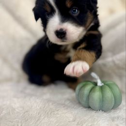 Spur - Black tri female Miniature Australian Shepherd puppy in Bozeman, Montana from +s mini Aussies