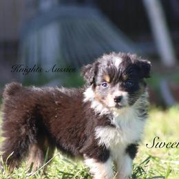 Sweetheart - Black tri-color female Australian Shepherd puppy in Ceres, California from Knight's Aussies