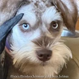 French Bulldogs and Miniature Schnauzers from Olivia's Miniature Schnauzer's and French Bulldogs
