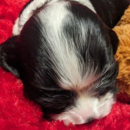 Rosie - Black and white Cocker Spaniel puppy in Stillwater, Oklahoma from CZ's K-9s