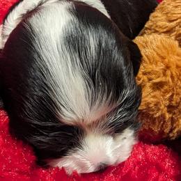 Rosie - Black and white Cocker Spaniel puppy in Stillwater, Oklahoma from CZ's K-9s
