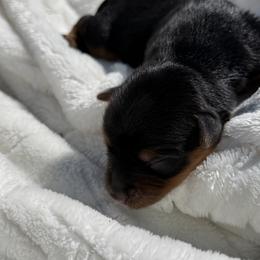 Diego - Black and gold male Yorkshire Terrier puppy in Escondido, California from Yorkies of Escondido