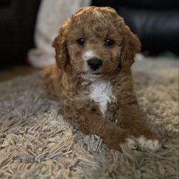 Tiny Dog aka TD - Red male Cavapoo puppy in West Olive, Michigan from House of Cavapoos