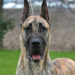 Great Danes from Mirabile Visu Danes