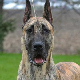 Great Danes from Mirabile Visu Danes