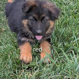 Puppy 2 - Black and red female German Shepherd puppy in Stuarts Draft, Virginia from Shengulli Shepherds