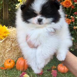 Diesel - Black parti male Pomeranian puppy in Fort Collins, Colorado from Gempoms