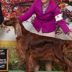 Irish Setters from Hocus Pocus Irish Setters