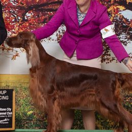 Irish Setters from Hocus Pocus Irish Setters