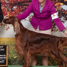 Irish Setters from Hocus Pocus Irish Setters