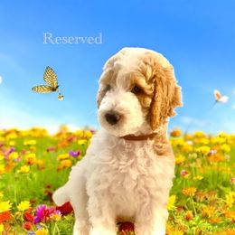 Zoe (AKC Registered Standard Poodle) - Parti female Poodle puppy in Ocala, Florida from Happy Hill Poodle