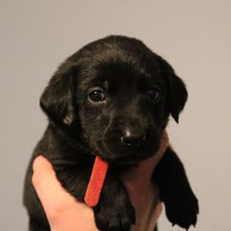 Golden Retriever and Labrador Retriever Puppies from Trenlock Kennels