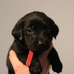 Golden Retriever and Labrador Retriever Puppies from Trenlock Kennels