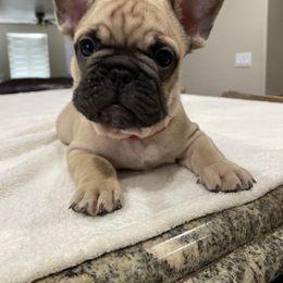 French Bulldog Puppies from Fabi's French Bulldogs