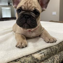 French Bulldog Puppies from Fabi's French Bulldogs