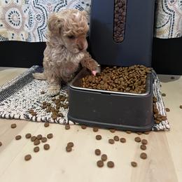 Cavapoo, Cockapoo, Goldendoodle, and Maltipoo Puppies from Perdue Puppies
