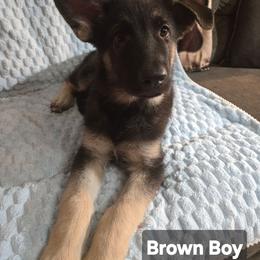 Brown Boy - Black and tan male Shiloh Shepherd puppy in Dover, Florida from Heritage Shilohs