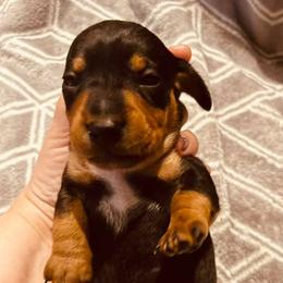 Dachshunds from Maddalena's Dachshunds