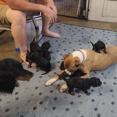 Gordon Setter Puppies from Tom McCleary