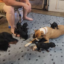 Gordon Setter Puppies from Tom McCleary
