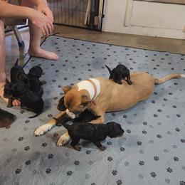 Gordon Setter Puppies from Tom McCleary