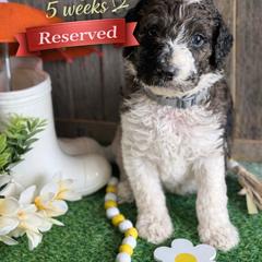 Sage-Gray collar - Merle male Saint Berdoodle puppy in Paw Paw, Michigan from ProAct Canines