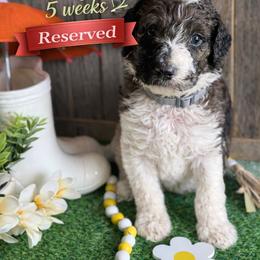 Sage-Gray collar - Merle male Saint Berdoodle puppy in Paw Paw, Michigan from ProAct Canines
