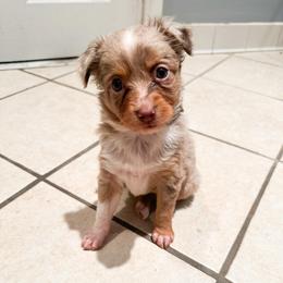 Red Merle female 2 - Red merle female Toy Australian Shepherd puppy in Brooker, Florida from Honey, I Shrunk the Aussies