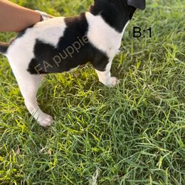 Rat Terrier Puppies from FA puppies