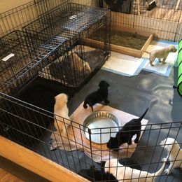 Australian Shepherd and Labrador Retriever Puppies from Wheatland Dog Center