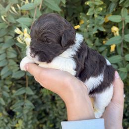 Katherine - Brown female Whoodle puppy in Gilbert, Arizona from Gilbert Bernedoodles & Whoodles