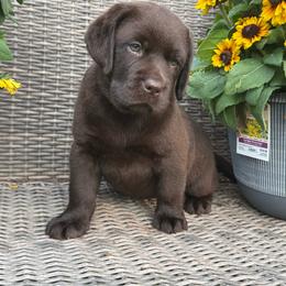 Purple - Chocolate female Labrador Retriever puppy in Wilson’s, Virginia from Cedar Hill Farm Labradors