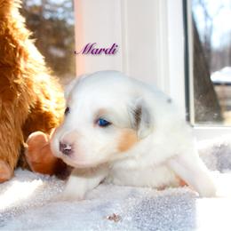 Mardi - Blue merle female Australian Shepherd puppy in Coldwater, Michigan from Northern Star Australian Shepherds