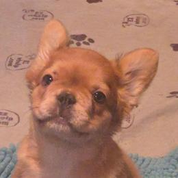 McChicken - Fawn female French Bulldog puppy in Asheville, North Carolina from MTO KENNELS