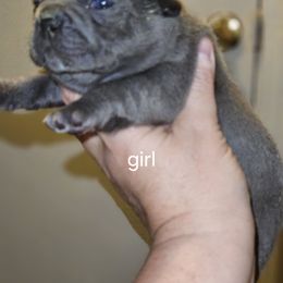Dachshund and French Bulldog Puppies from Black Thunder 517 Cane Corso and Dachshunds