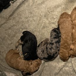 Aussiedoodles, Bordoodles, and Poodles from Danie’s Doggie Den