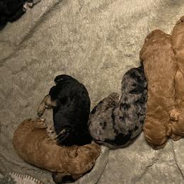 Aussiedoodles, Bordoodles, and Poodles from Danie’s Doggie Den
