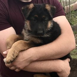 German Shepherd Puppies from Oregon German Shepherds