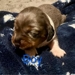 Dachshund Puppies from Hernandez Mini Deli Cutz