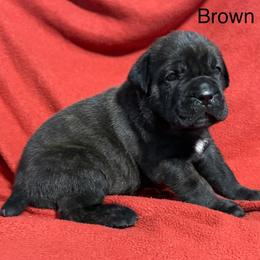 Brown Collar M - Black male Cane Corso puppy in Paris, Texas from Knucklehead Cane Corso