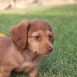 Dachshund Puppies from Dachshund Pups