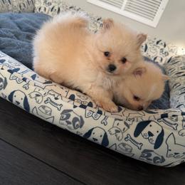 Light green - Cream sable parti male Pomeranian puppy in Cheektowaga, New York from Buffalo Pomeranians 716