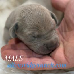 Silver Lilac Tanpoint - Silver male Great Dane puppy in Greenville, South Carolina from Allen’s Ridge Ranch