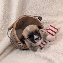 Pembroke Welsh Corgi Puppies from Cozy Hearth Cogis