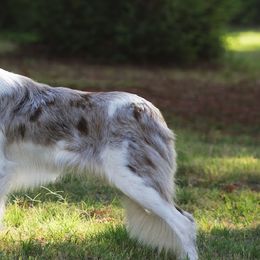 Border Collies from Temple Marshall