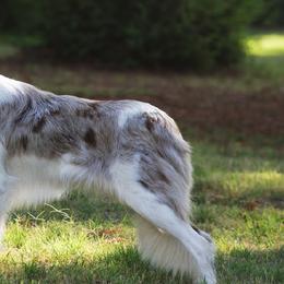 Border Collies from Temple Marshall