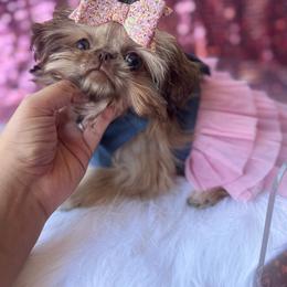 AKC Princess Capri - Liver female Shih Tzu puppy in West Hollywood, California from LUXURY PAWS