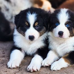 Australian Shepherd Puppies from River Reign Australian Shepherds